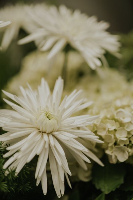 A floral arrangement featuring large, white chrysanthemums with numerous slender petals radiating from a central core, accented by smaller white hydrangea flowers. The bouquet is arranged in a natural