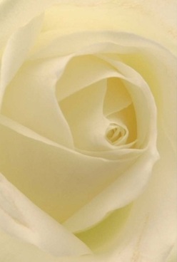 This intimate study of a single cream-white rose captures so much more than its flawless form; it draws you into the elegant serenity found on quiet Temple mornings. The petals, arranged in perfect, swirling harmony, reveal subtle variations of ivory, pale lemon, and warm cream that invite you to caress their velvety, almost translucent surfaces. Diffused daylight, familiar to the peaceful courtyards near Middle Temple Lane, softens every curve without distraction, evoke a gentle anticipation akin to hushed celebrations or warm anniversaries. The rose, in its silent grace, exudes timeless poise-conveying comfort, remembrance, and pure, unspoken love. With every inhalation, one almost senses a soothing aroma floating through nearby gardens by the Temple Church. This flower's pure, spiral heart speaks of quiet strength and enduring elegance, mirrored in the skilled hands of Temple's expert florists. Thoughtfully prepared and available for same-day delivery across Temple and the riverside, it is a mature emblem of artistry and heartfelt emotion for any significant gesture.